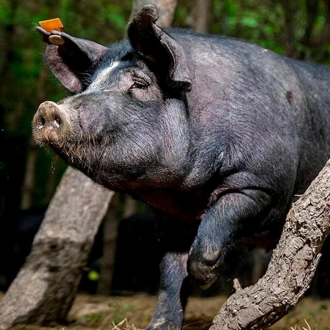 狮子山生态黑猪养殖基地