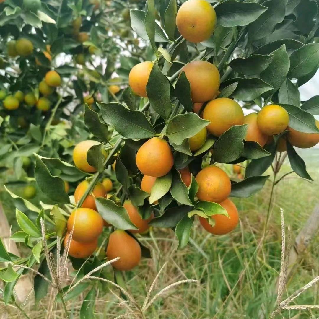 融安金桔(富隆果业)覃