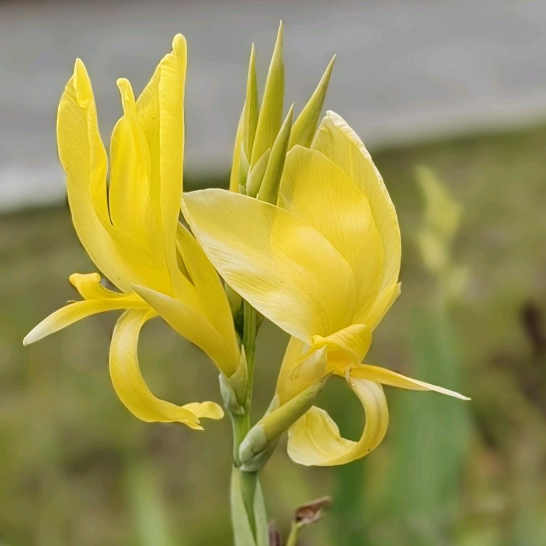 美好时光