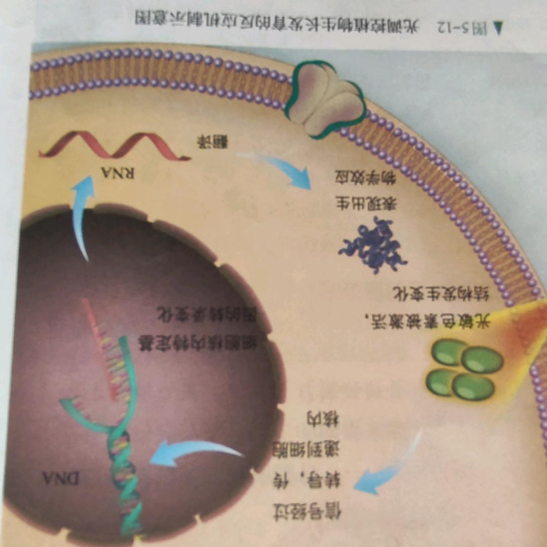 三老