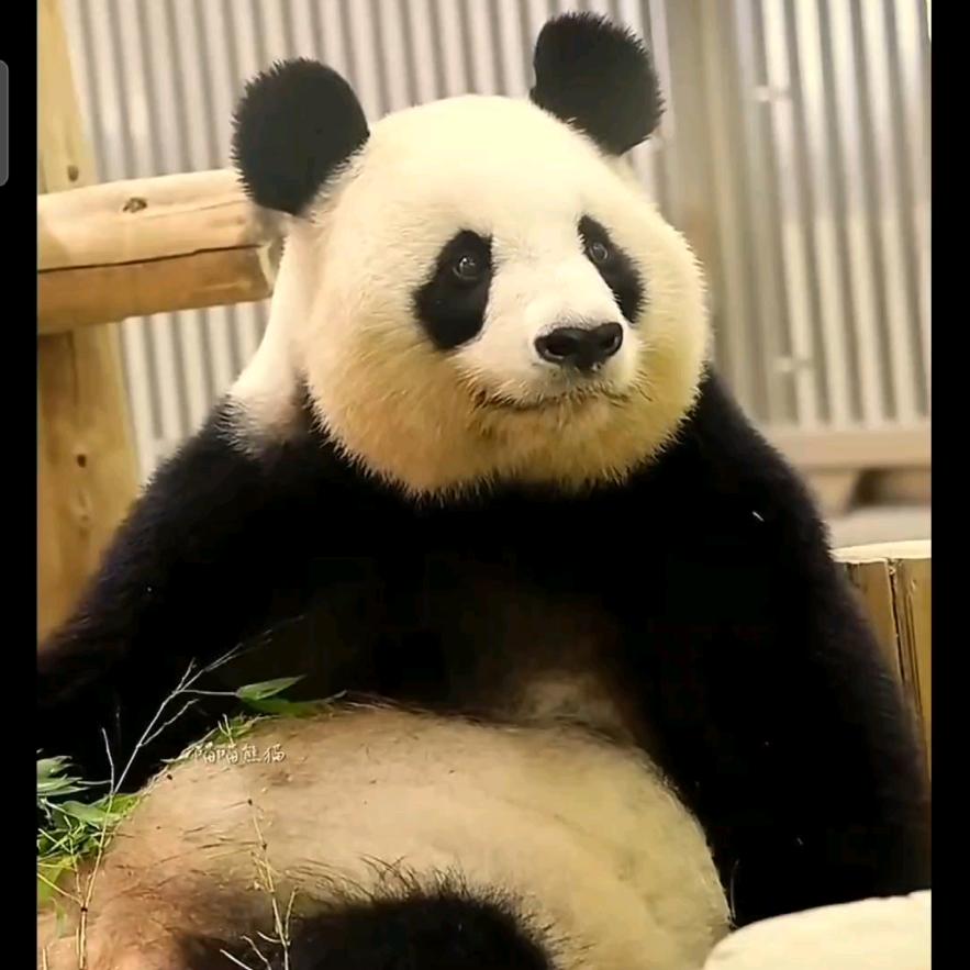葫芦娃乖乖头像