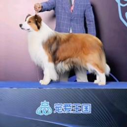 海湾牧歌(边境牧羊犬)CKU（宠医）