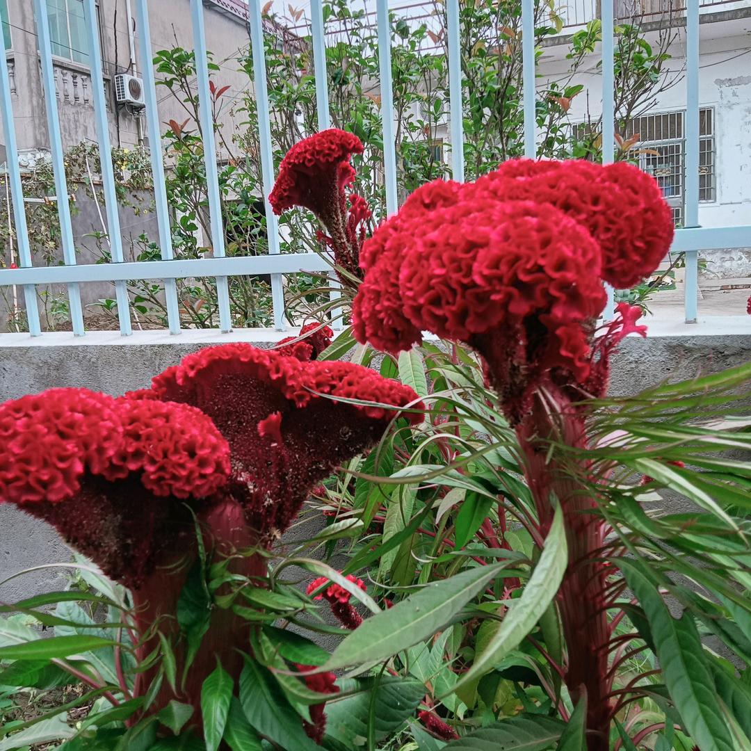 梅子‘(´(^_^)不怕有祂保护