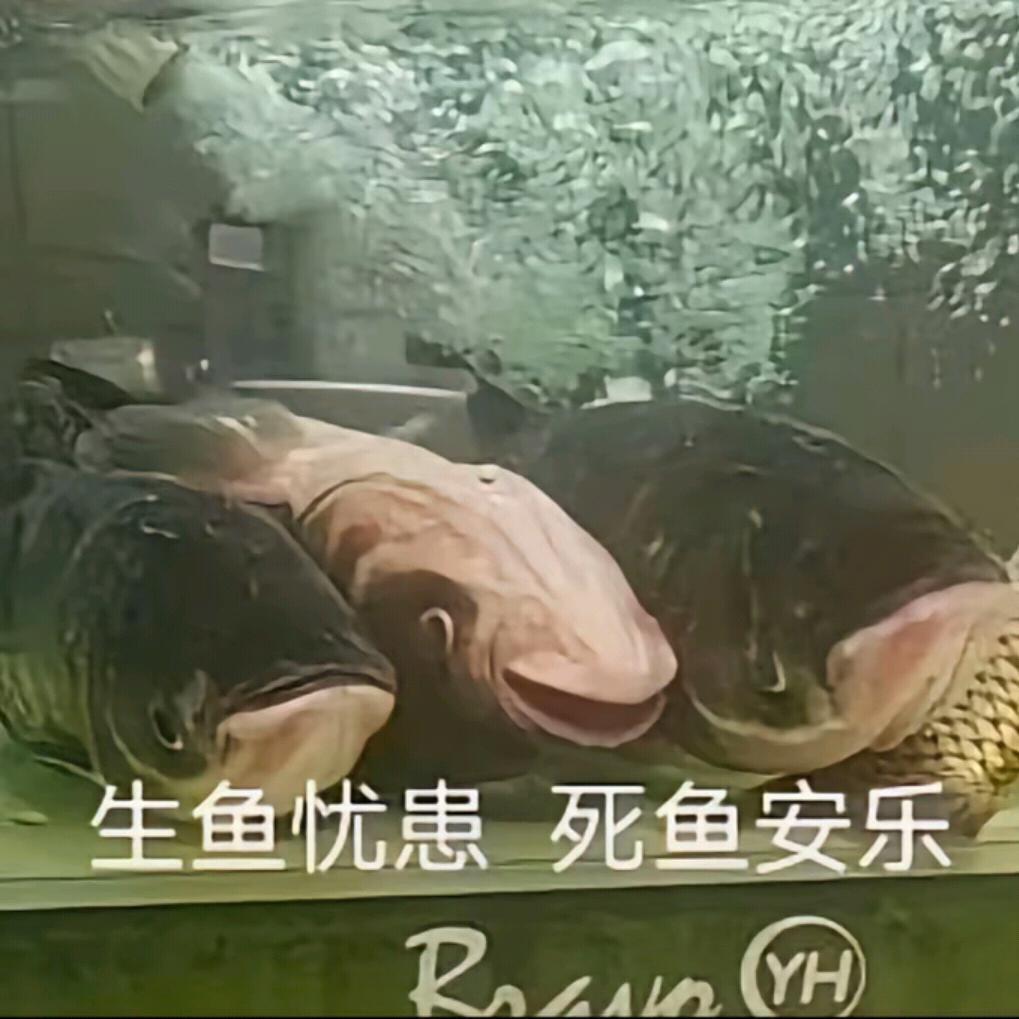 夜雨头像
