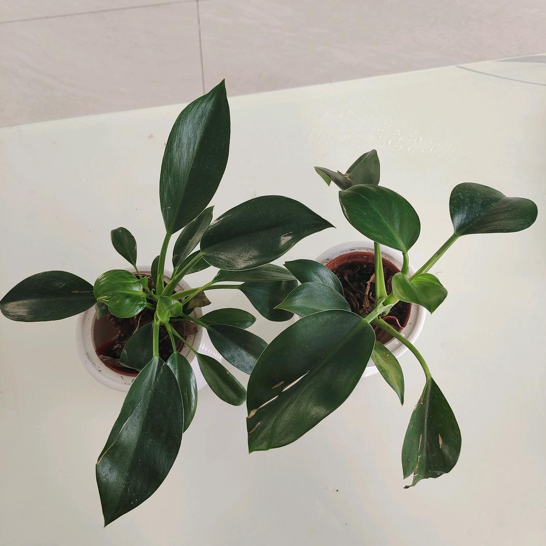 锦尚添花