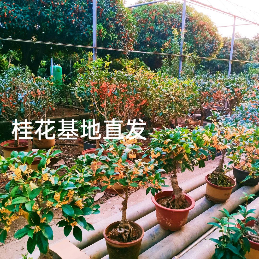 精品桂花微盆景