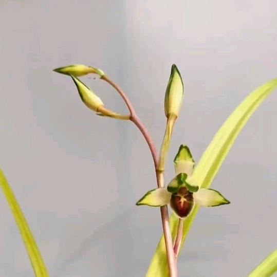 兰盆友(😄😄😄)