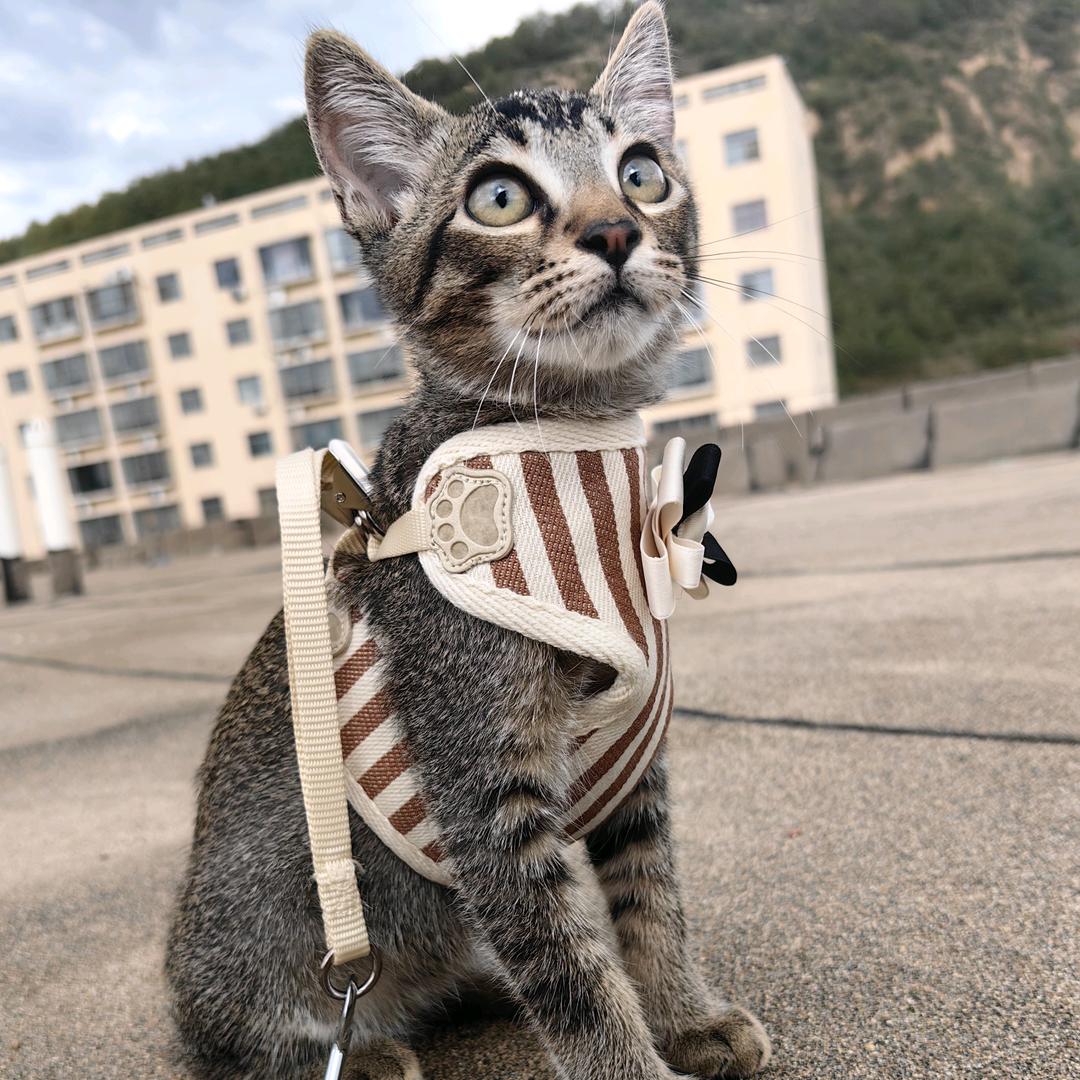 迷人的老祖宗保佑我发大财💰