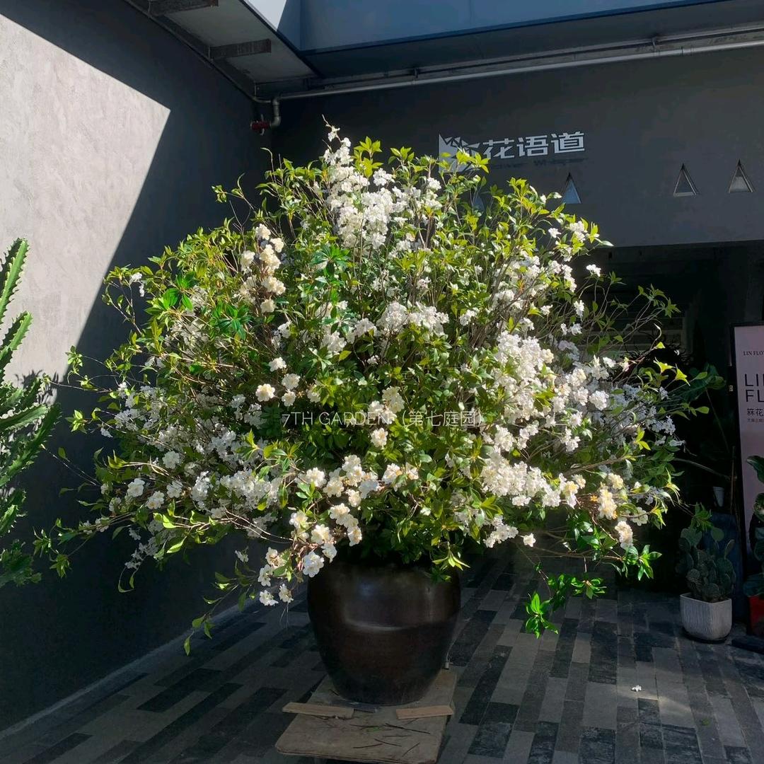 第七庭园/沁花源(深圳)花艺空间设计