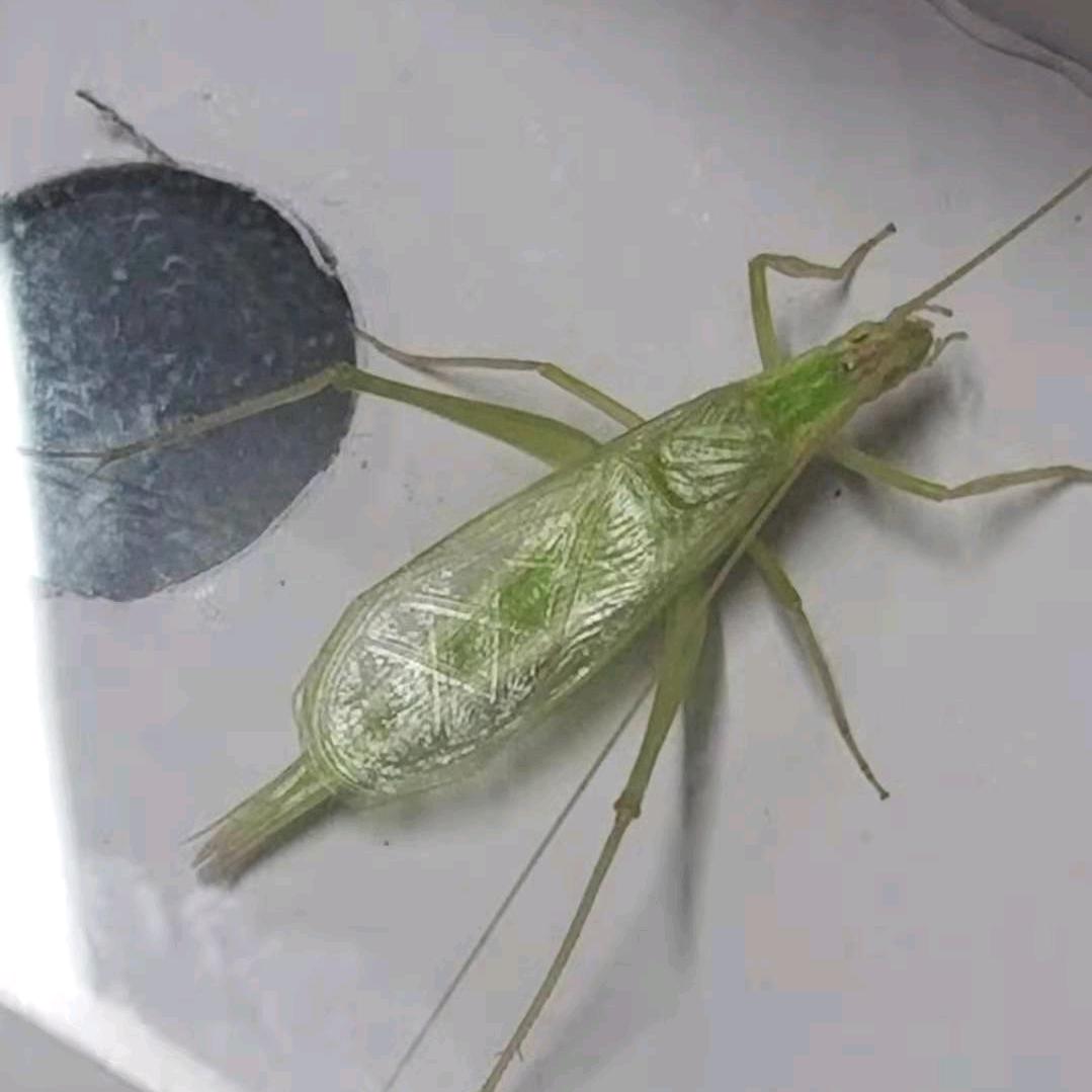 亮儿（保定青竹分房直发）