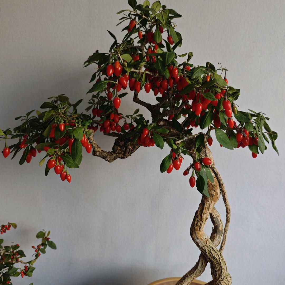 安丘烧肉哥《学习+合作》