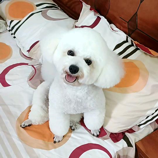 寒梅