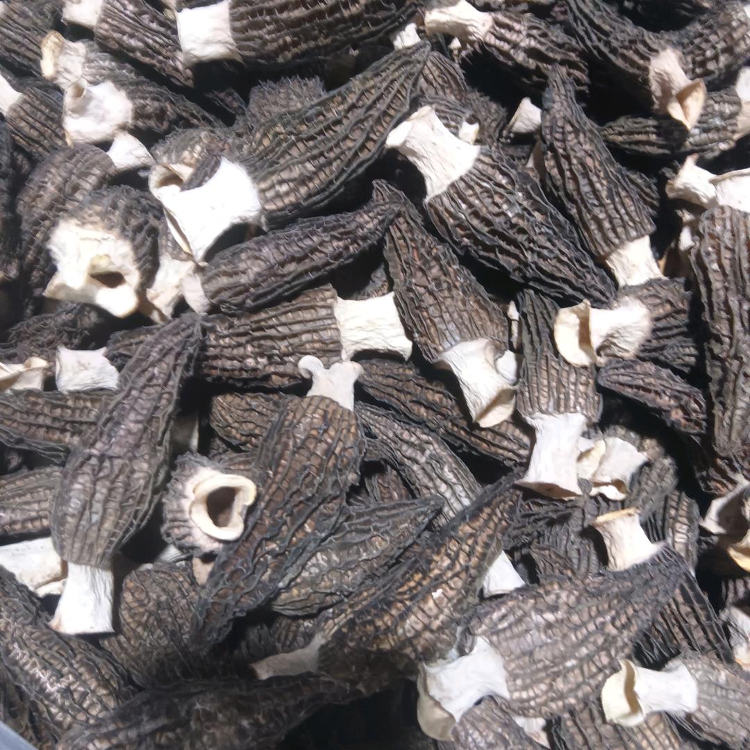 鑫丰源菌业   羊肚菌收购