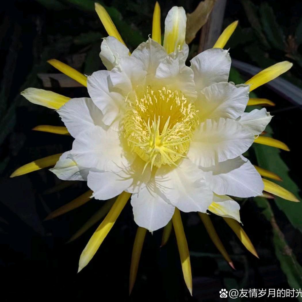 大漠樱花