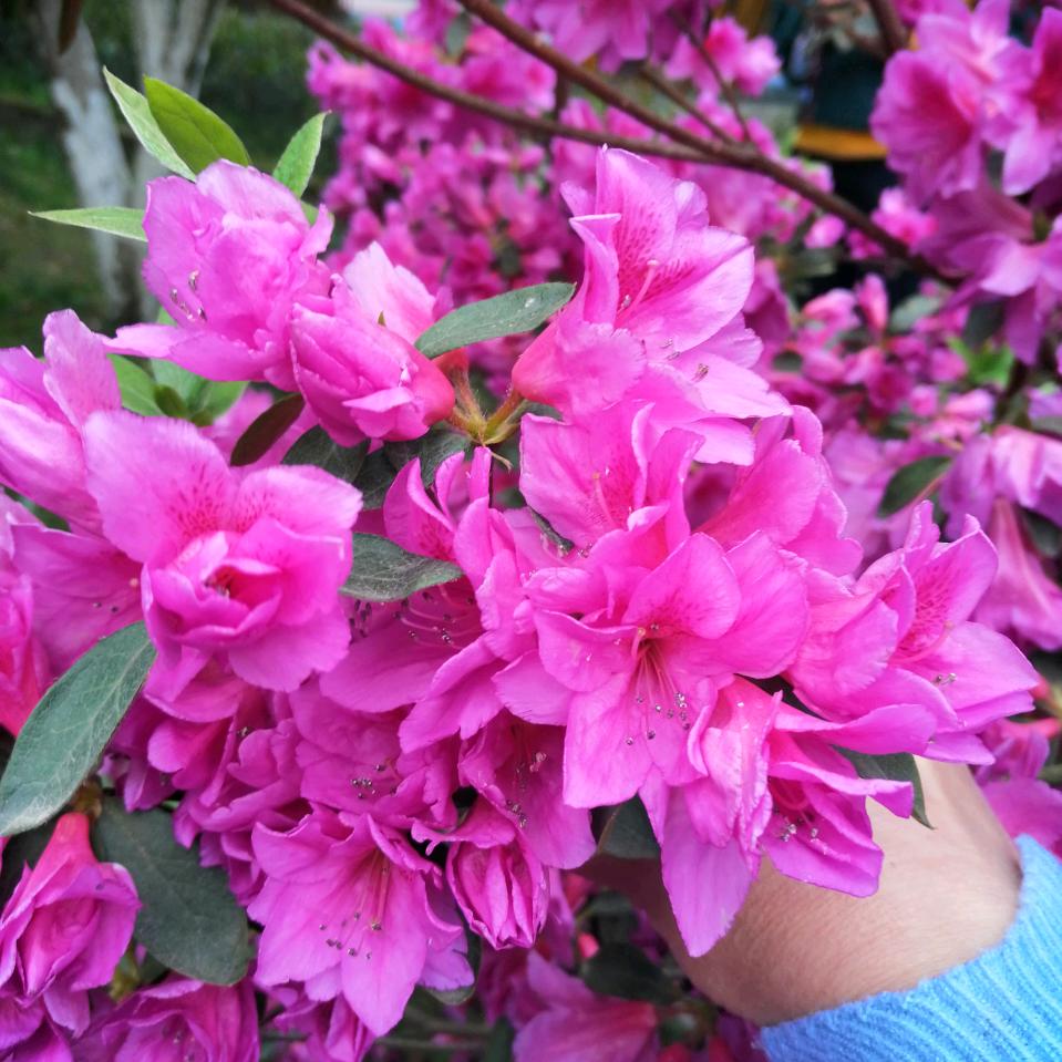 未妹