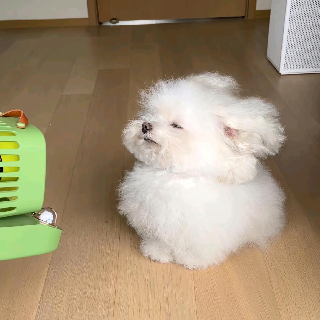 喜欢古兽的吴云头像