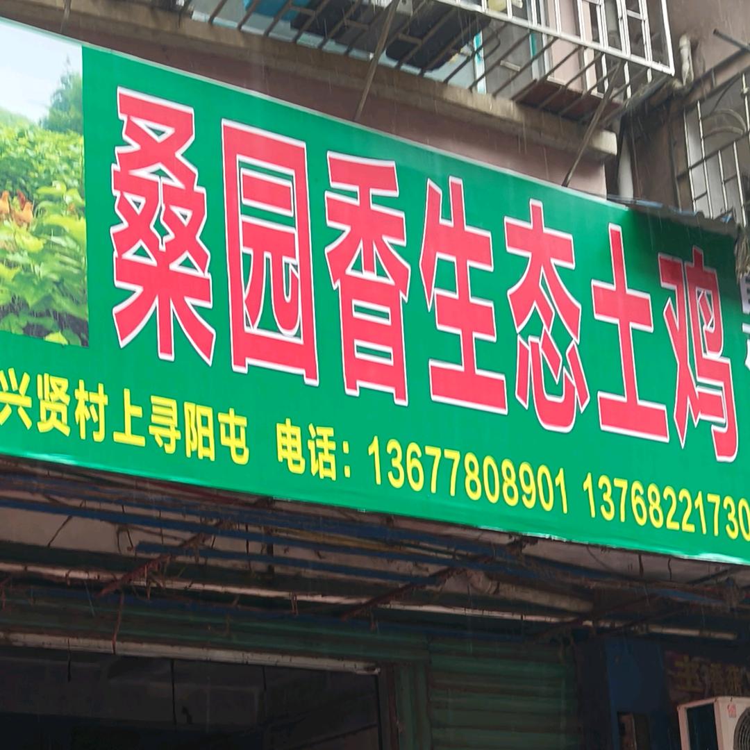 桑果园土鸡