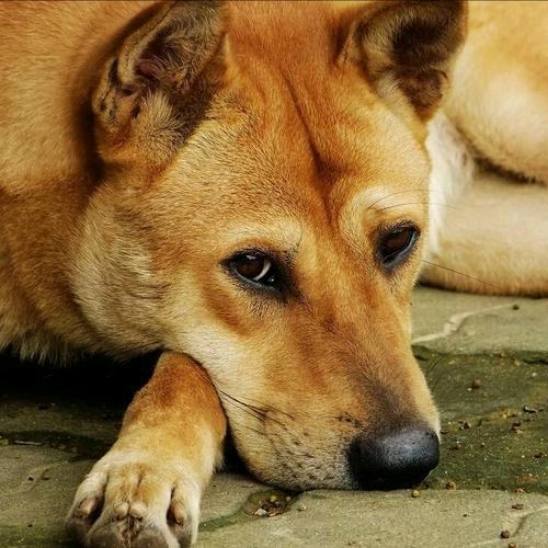 爱玩游戏的阿黄