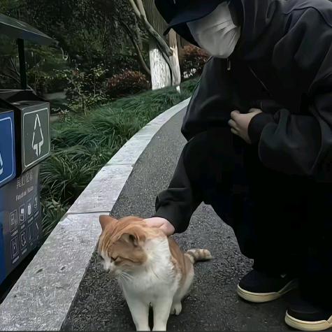 爱上星星的鲸鱼