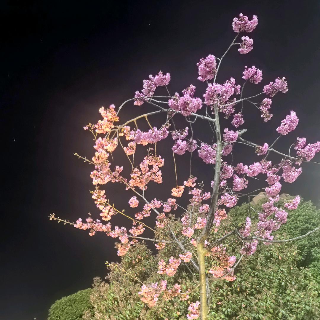 一依
