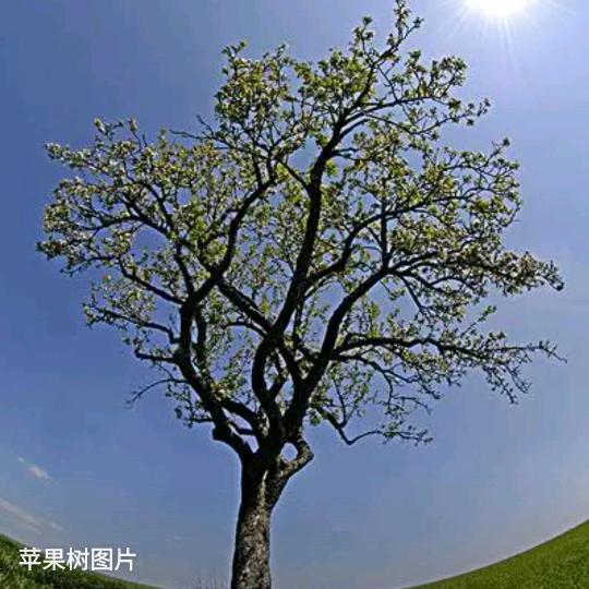 地主他娘