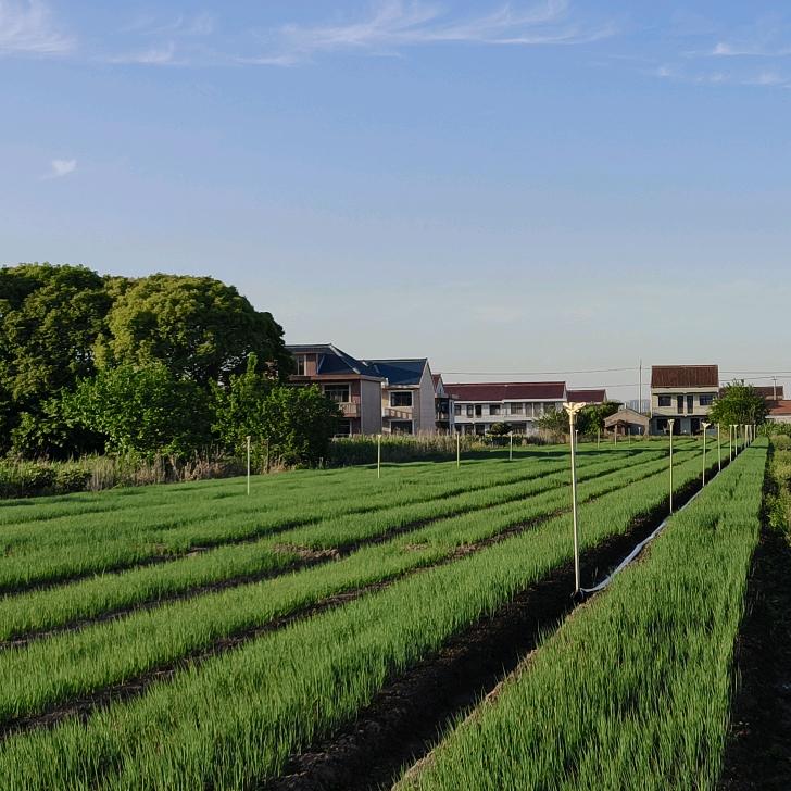 @℡大葱界(大葱圈子)