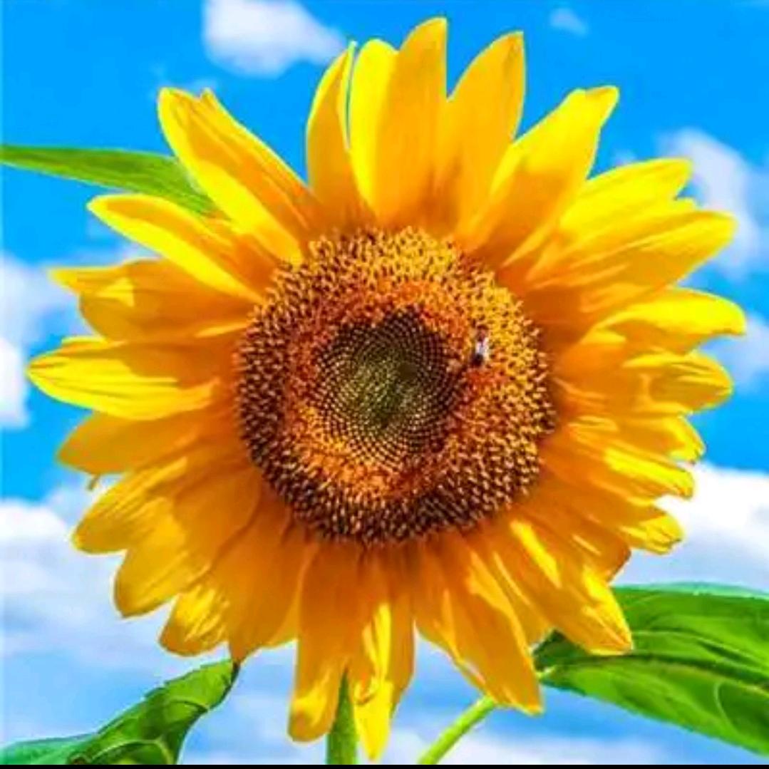 花开富贵(❁´◡`❁)*✲ﾟ*