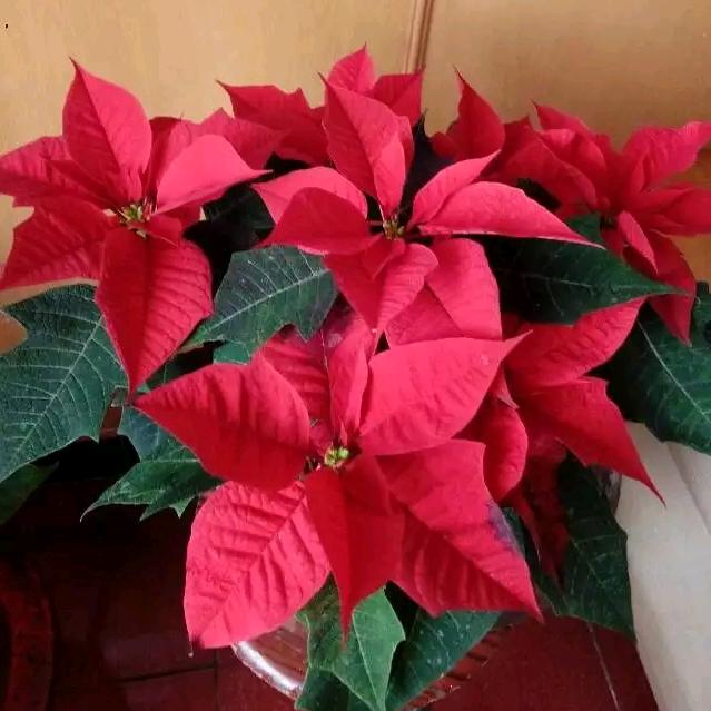 富到我家✪ω✪