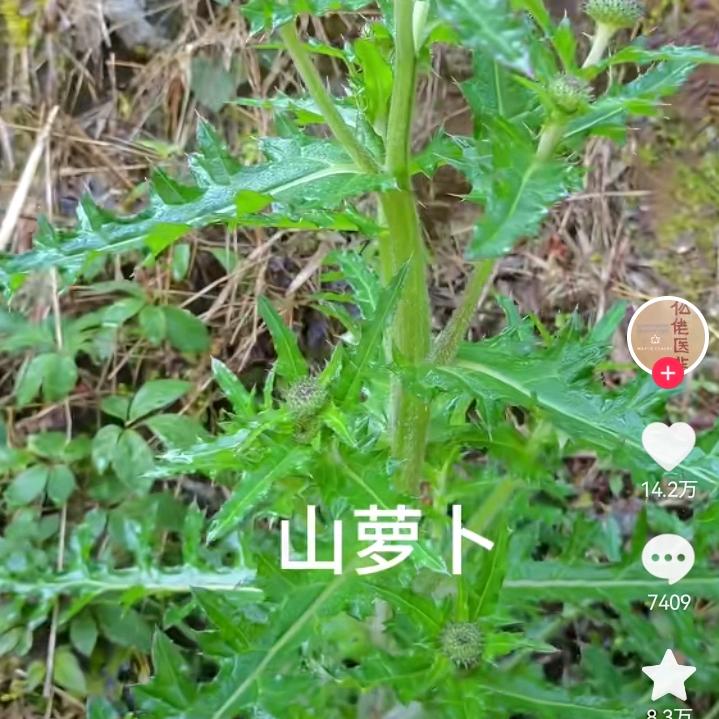 一棵小小薰衣草