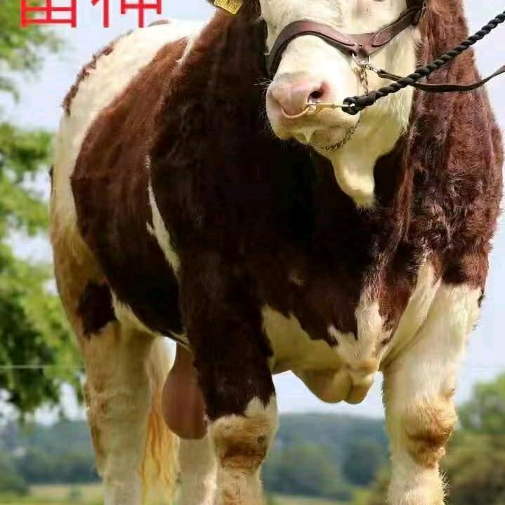 兽医在线收徒弟
