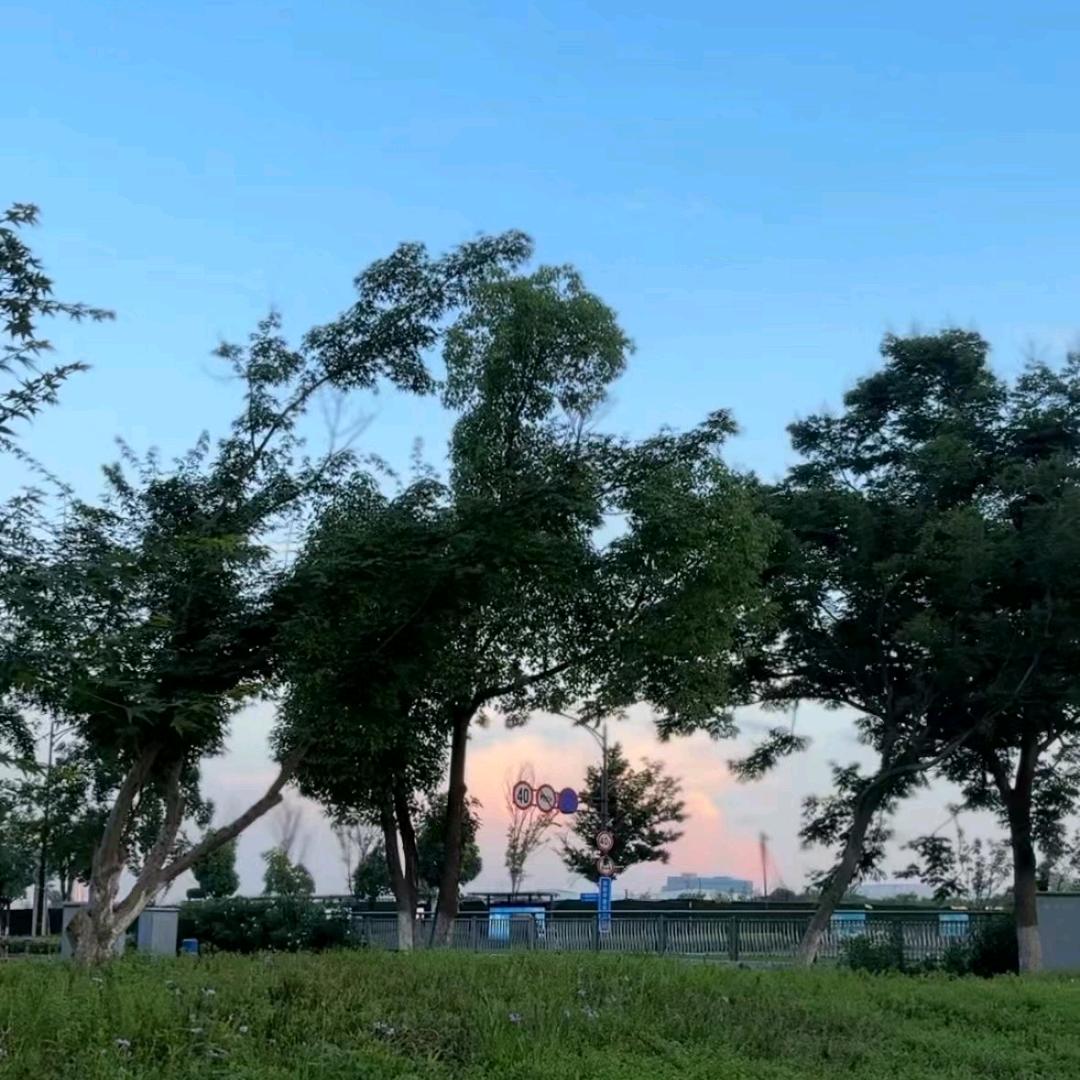 高贵的名门不需要队友