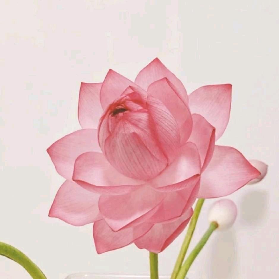 苏人掌