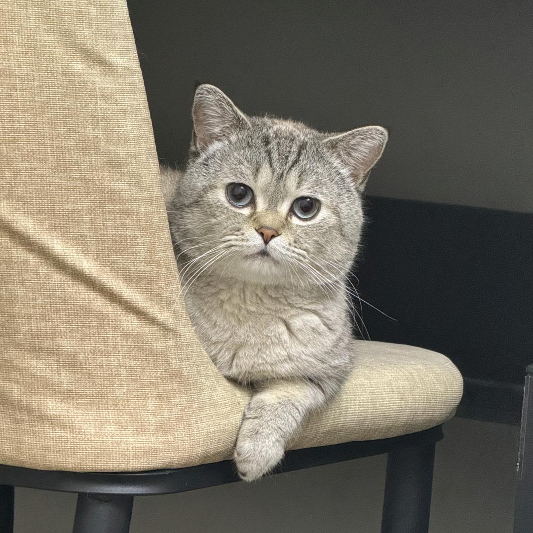 周小皮（增肌减脂版）