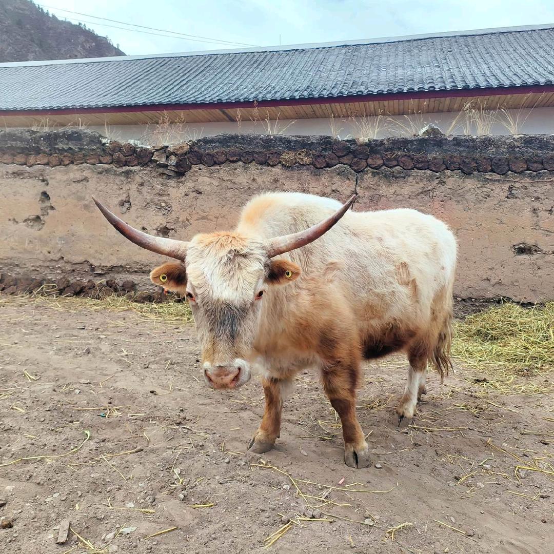 卓别林