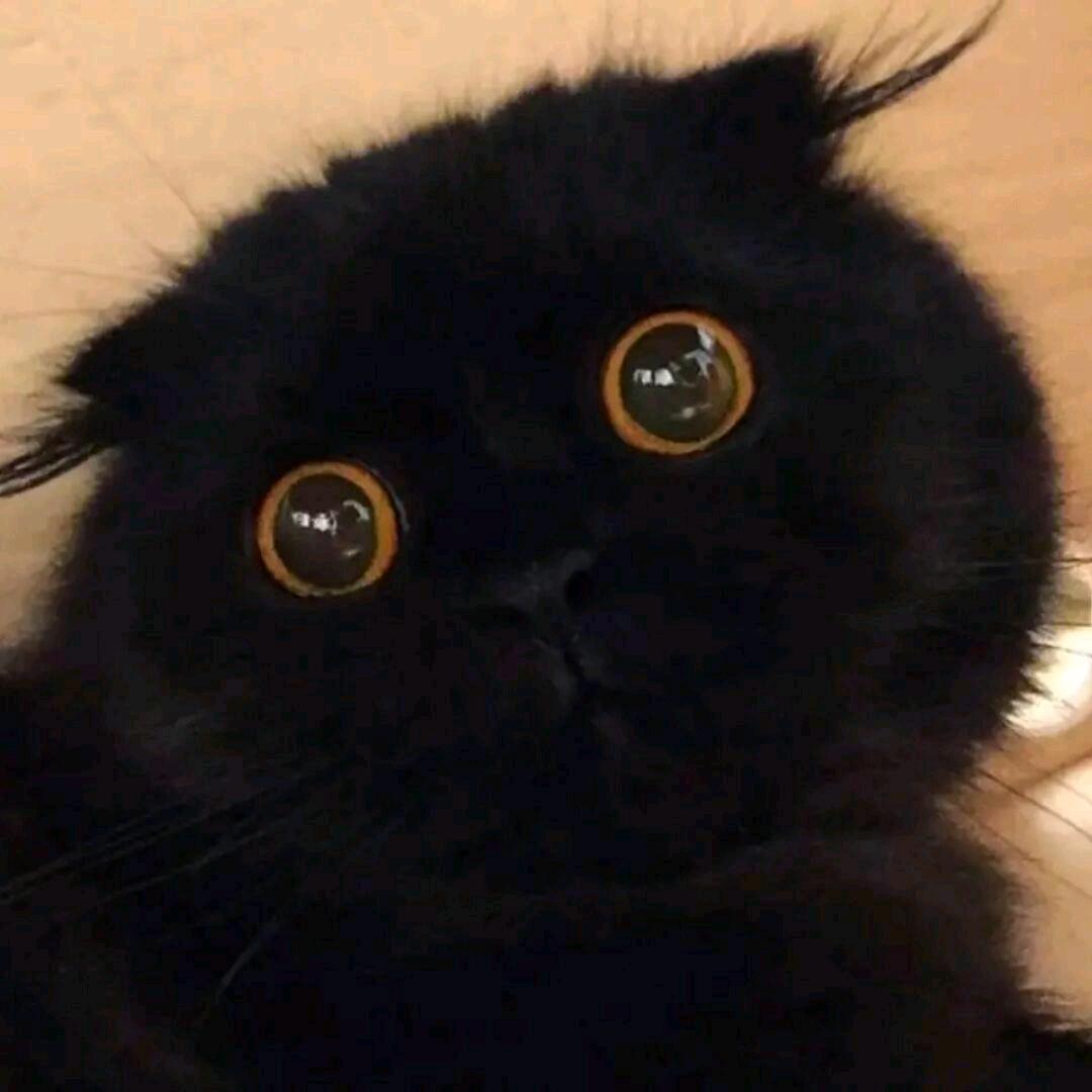 逃