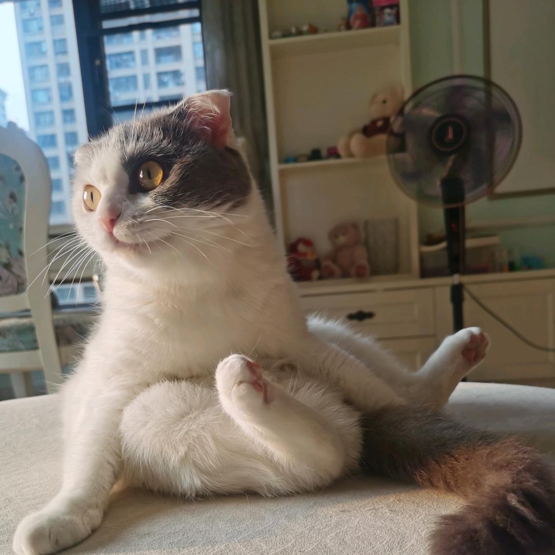 爱睡觉的猫