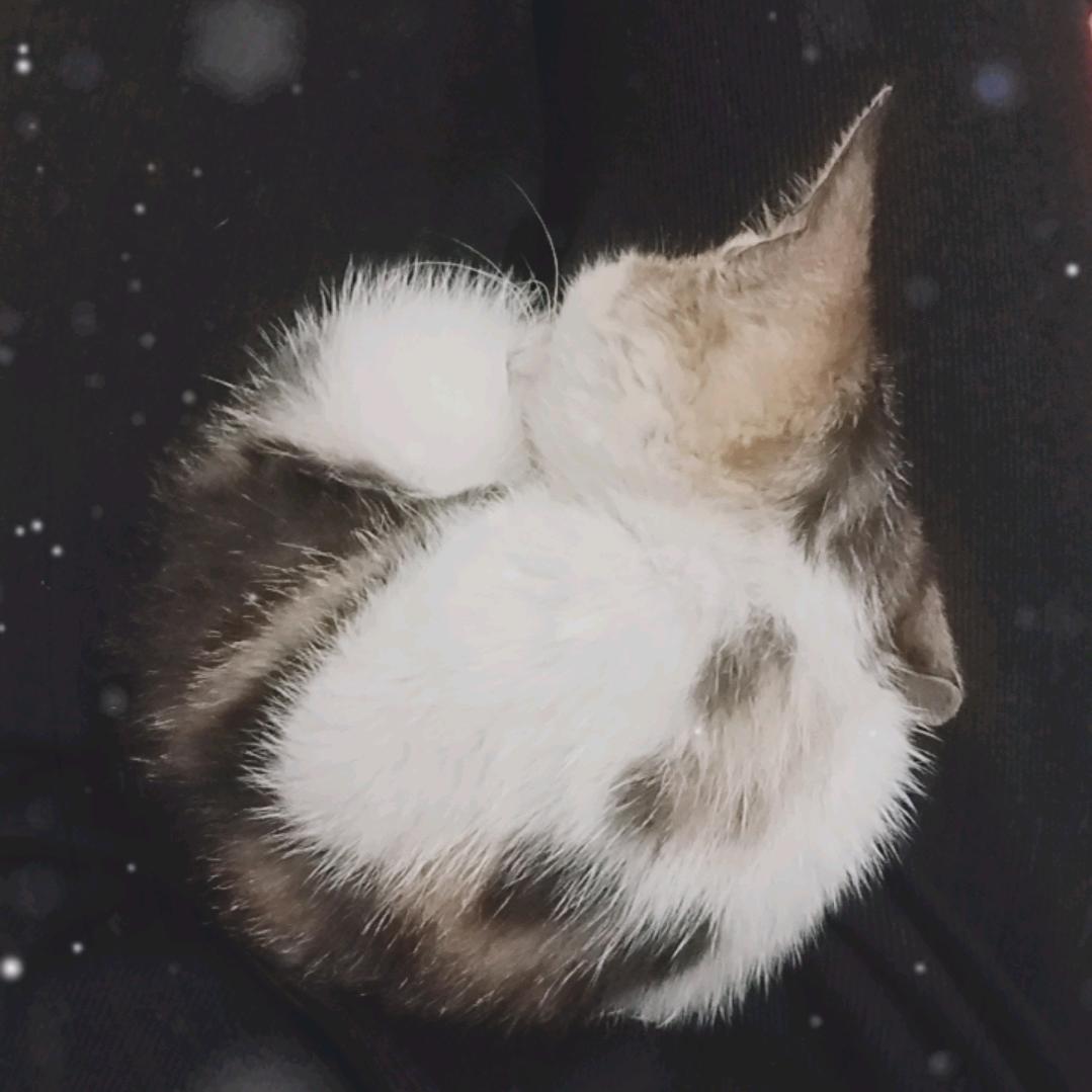 雪花雪雾雪影三只猫