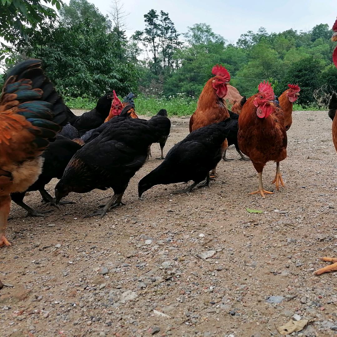 幸运星⭐️🐔哥🤪