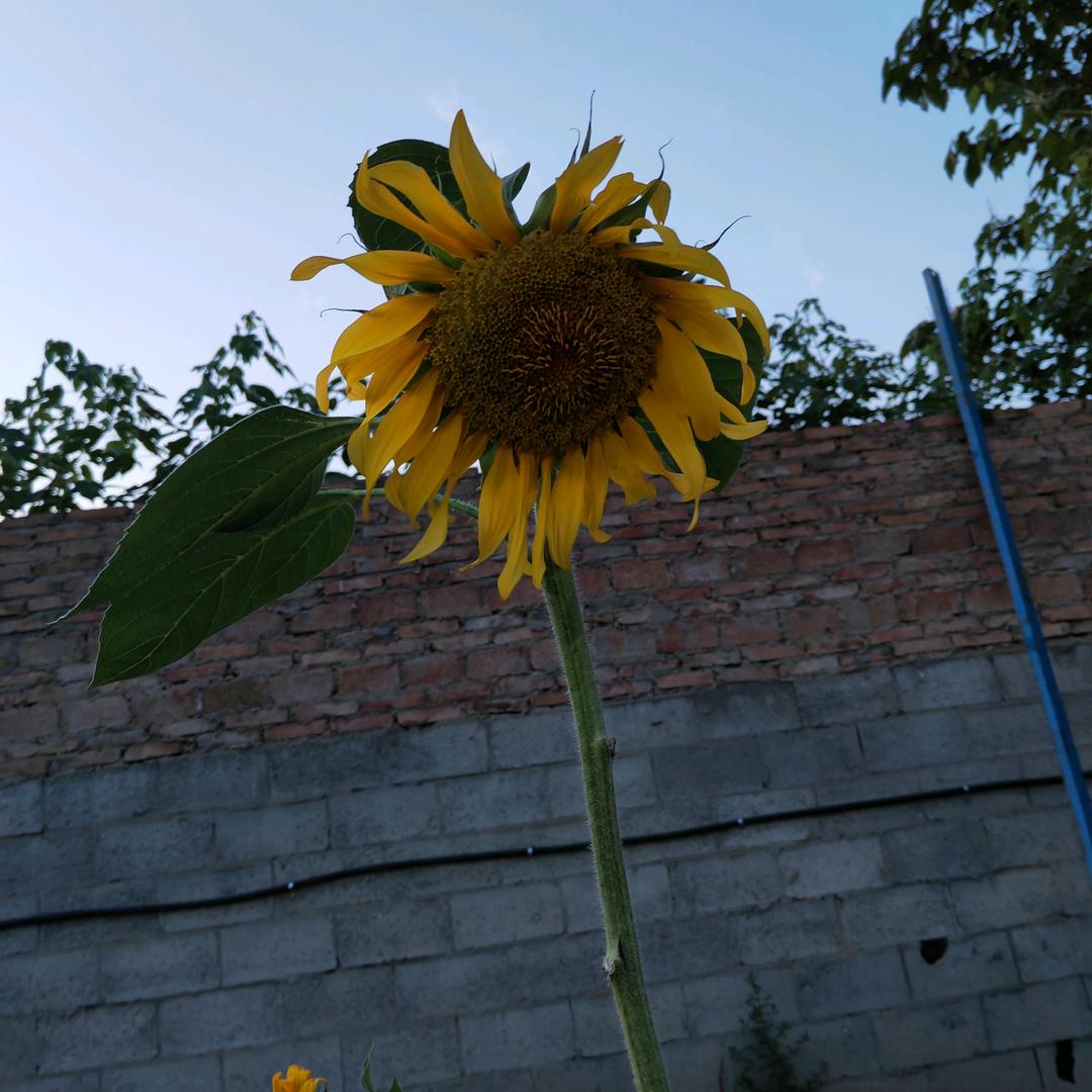 可乐🌱