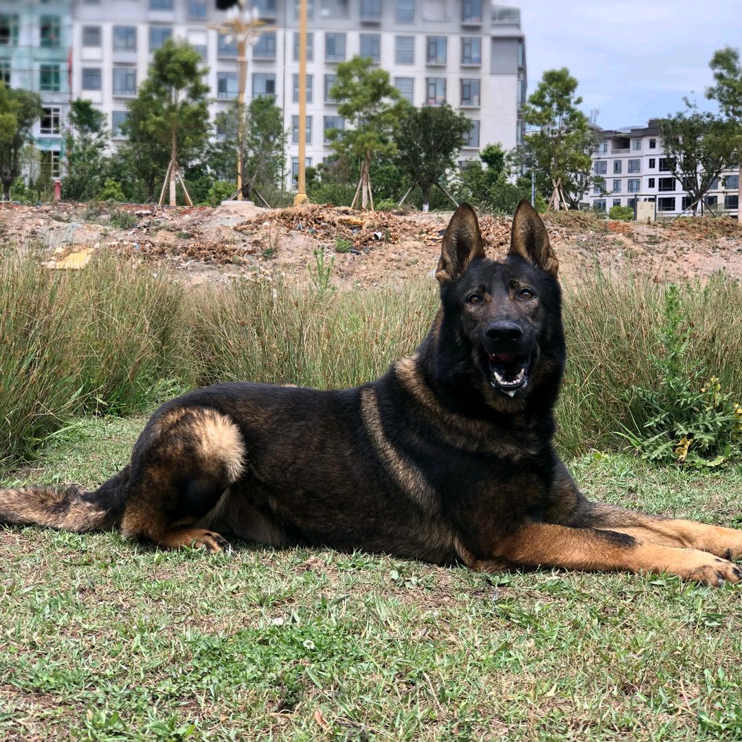 云南昆明犬