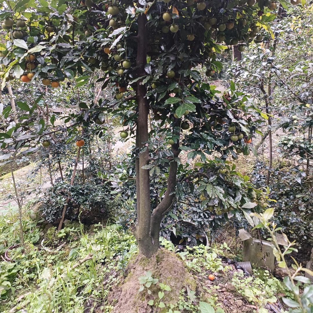 荣玉金弹子盆景