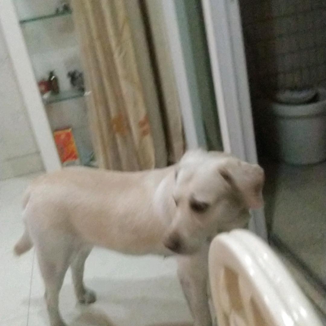 林阳秀