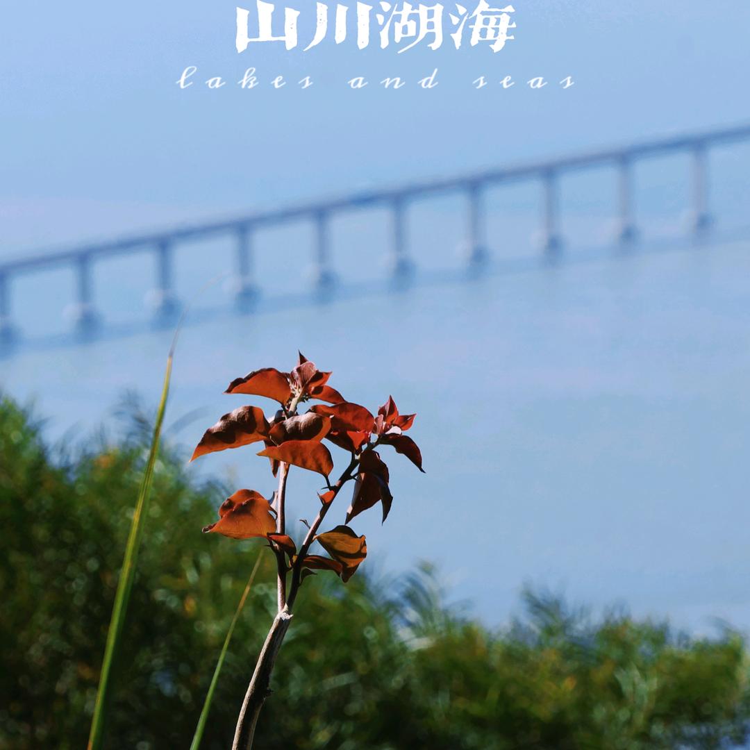 柚子无敌