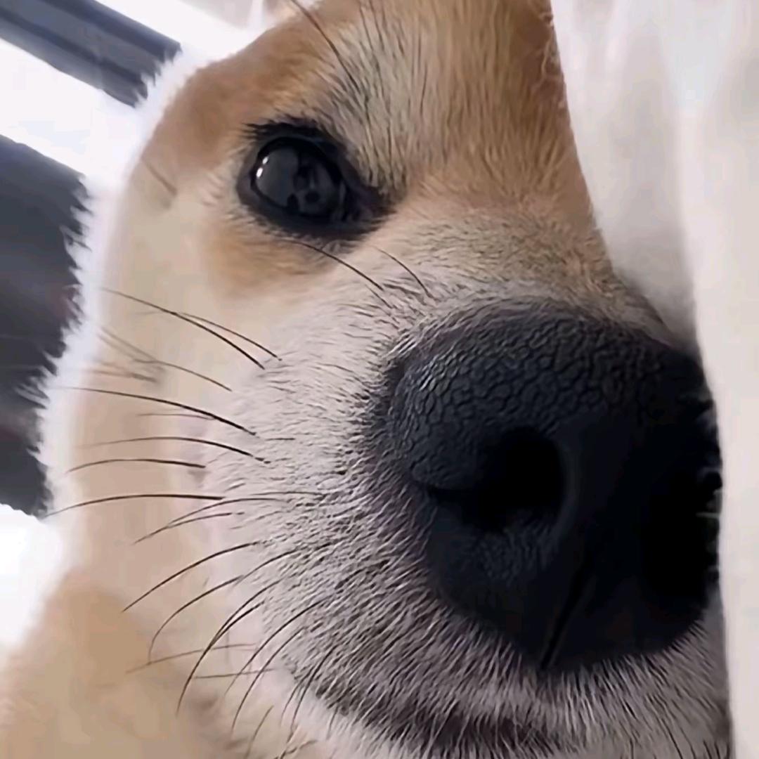曹阿瞒