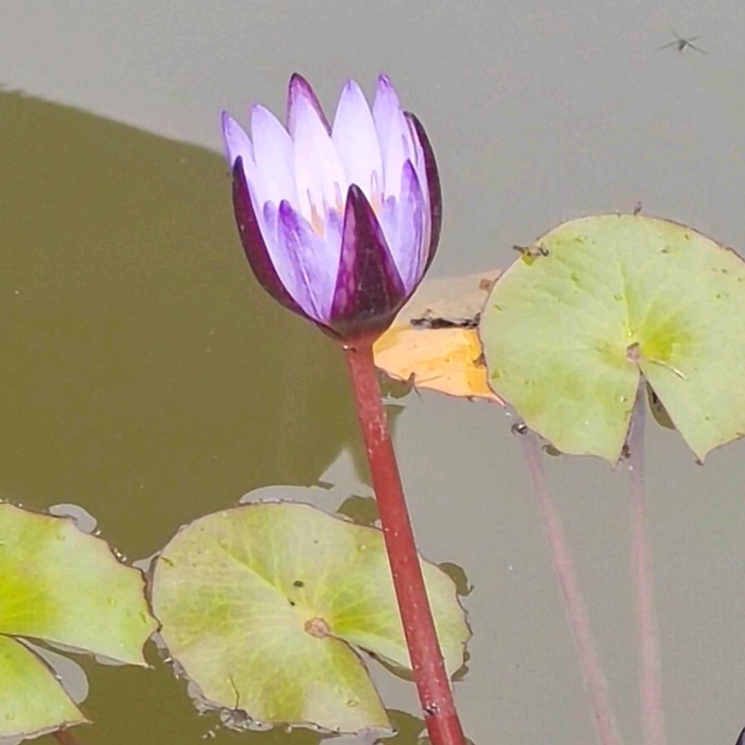 ᥫᩣ.₂₀₂₃.₀₁.₀₁