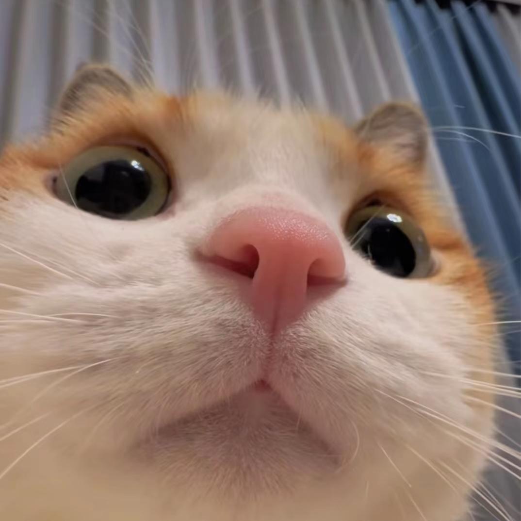 小妮子