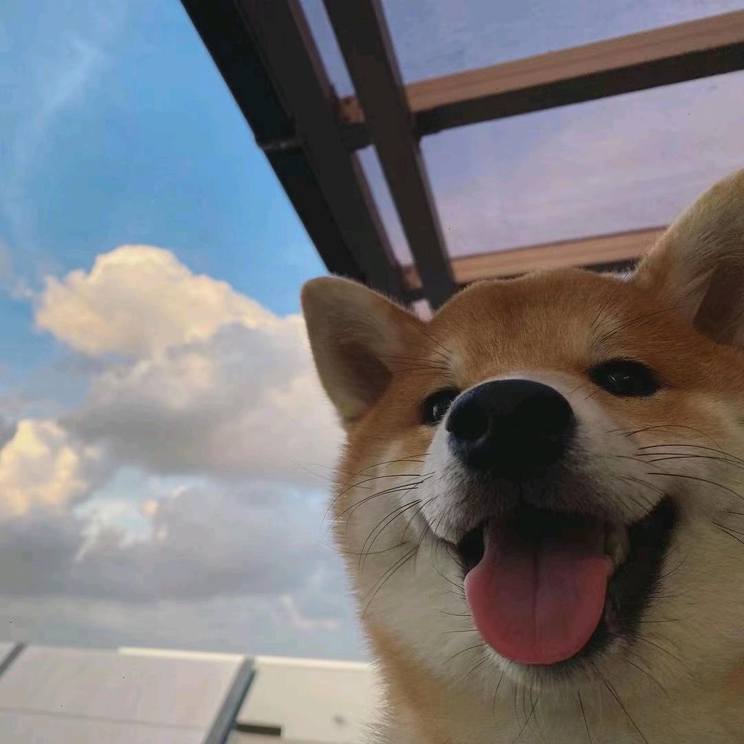 蜡笔小新（流浪版）