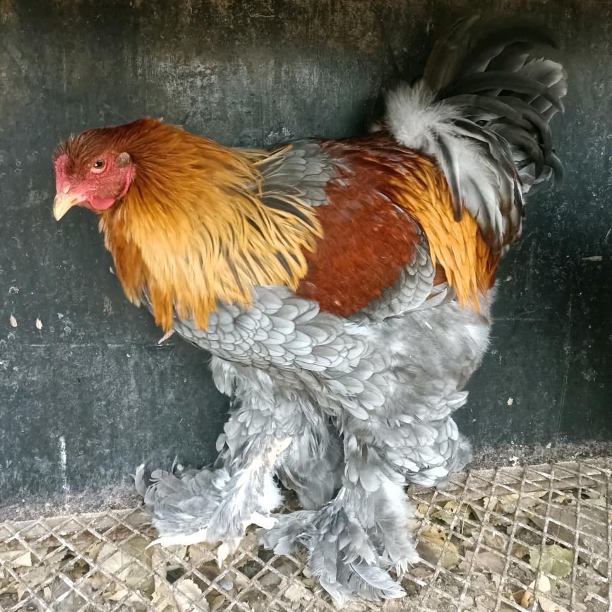 薛廉洁观赏鸡（婆罗门鸡苗种蛋）