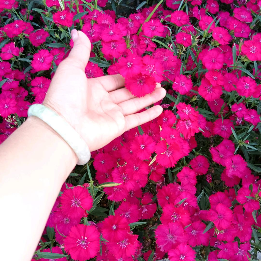 💫芬🌻香🌹雅🌸韵✨️