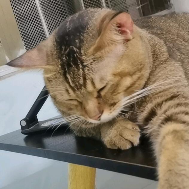 包包米糕切克闹